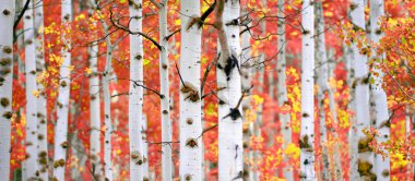 Aspen ağacının sonbaharda seçici odak noktası bulanık arkaplan beyaz gövde dokusu
