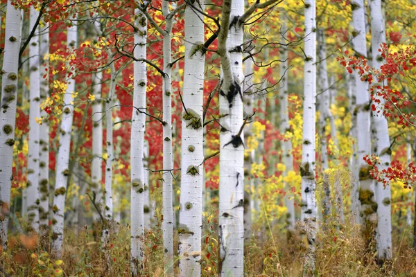 Aspen Ağacının Sonbaharda Seçici Odak Noktası Bulanık Arka Plan Beyaz — Stok fotoğraf