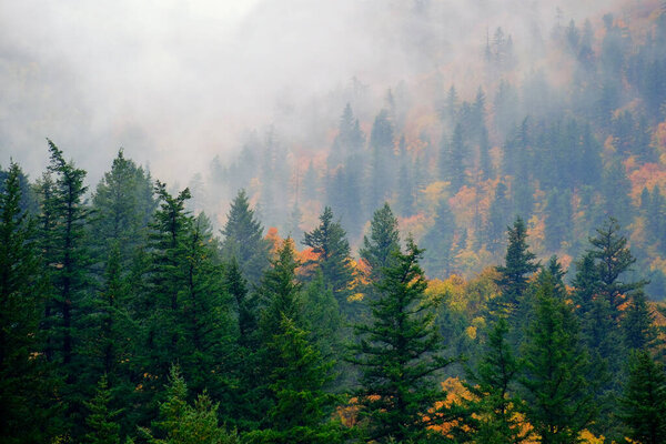 Fall trees and pine forest on mountain with autumn colors in misty fog