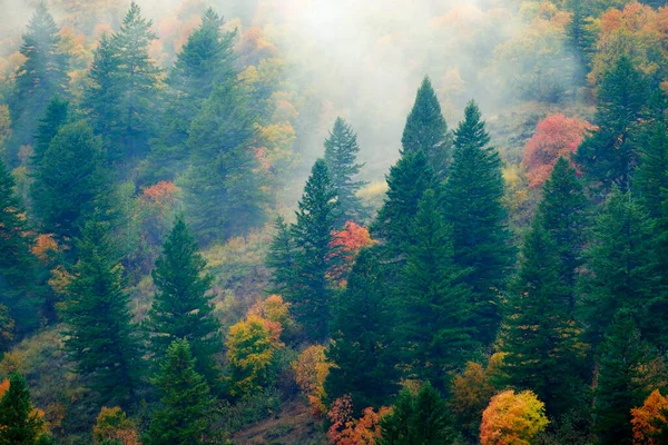 霧霧の中の秋の色で山の滝や松の森 ロイヤリティフリーのストック写真