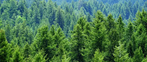 Detail Van Weelderig Groen Dennenbos Bosbomen Milieubescherming — Stockfoto