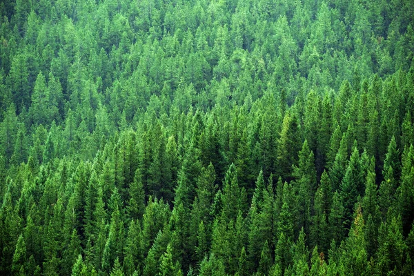 Detail Van Weelderig Groen Dennenbos Bosbomen Milieubescherming — Stockfoto