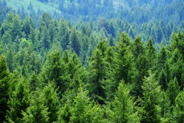 Çam ormanlarının yemyeşil orman ağaçlarının detayları çevre koruma