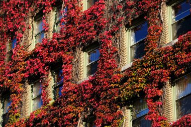 Pencereleri kırmızı sarmaşık yapraklarıyla kaplı apartman dairesi büyüyen bitki