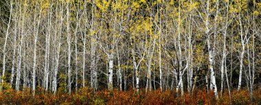 Aspen huş ağaçlarının altın yaprakları ve yeşil çam ormanıyla sonbaharda ağaçlarının detayları.