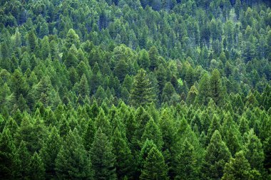 Sağlıklı yemyeşil çam ağaçları ormanları vahşi dağlarda orman.