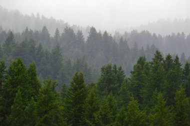 Yağmurlu, yemyeşil çam ağacı ormanları vahşi dağlarda.