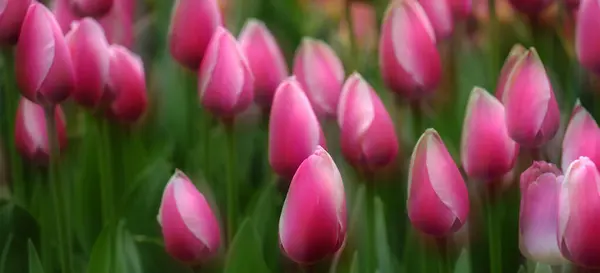 Colorful tulips growing at tulip festival in spring beautiful colors on delicate flowers soft focus