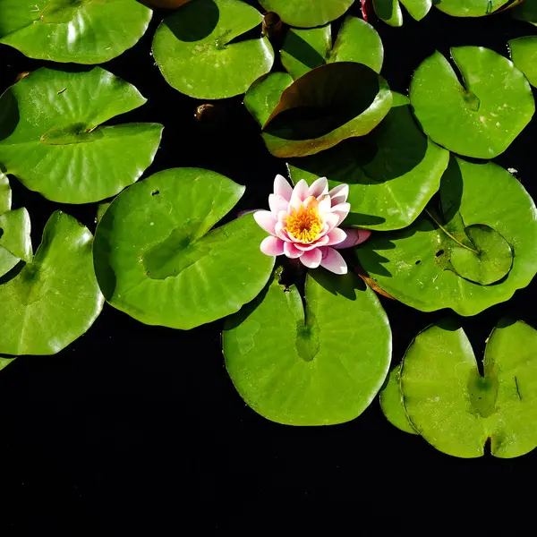 Lush green lily pad plants growing in dark water with blossom growth