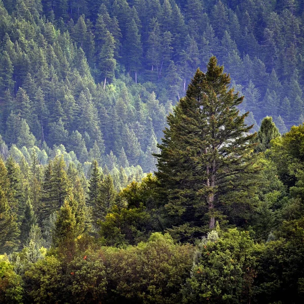 Düşen Damlalarla ve gür ağaçlarla Orman Yağmuru Fırtınası