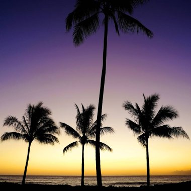 Tropik Palmiye Ağaçları silueti gün doğumunda ya da günbatımında siluetlendi