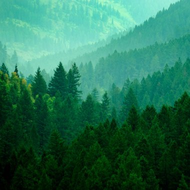 Dağdaki yemyeşil çam ormanı vadide büyüyen ışık