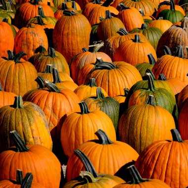 Sonbaharda hasat edilen balkabağı yığını.