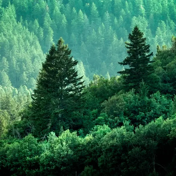 Pine forest in wilderness mountains pine trees new growth green greenery