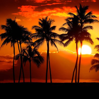 Tropikal Palmiye Ağaçları Siluet Gün Batımı veya Gün Doğumu