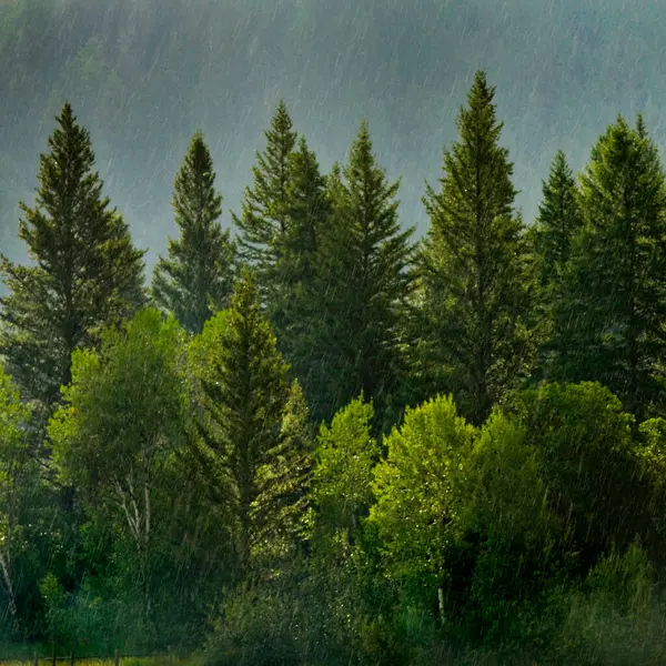 Rain storm in the forest with lush trees representing growth and life raindrops falling