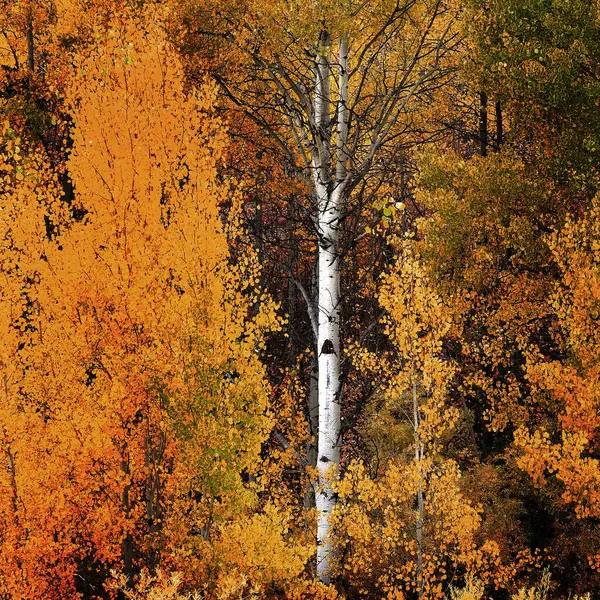 秋天的杨树秋天的颜色金黄的叶子和白色的树干树皮 — 图库照片