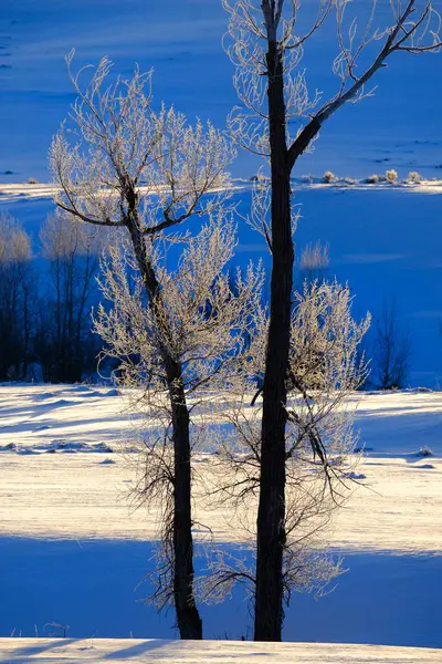 Zimní Stromy Zasněženém Poli Nebo Louce Mrazem Stromech Horách — Stock fotografie