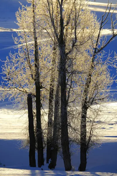 Zimní Stromy Zasněženém Poli Nebo Louce Mrazem Stromech Horách — Stock fotografie