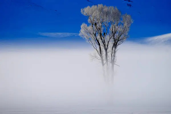 Zimní Údolí Mlha Nebo Pára Mrazivým Stromem Ranním Zlatém Světle — Stock fotografie