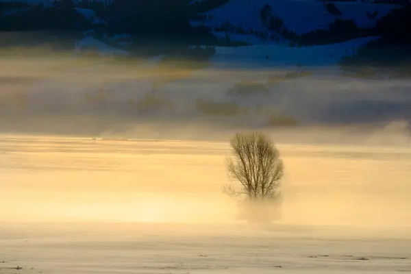 Zimní Údolí Mlha Nebo Pára Mrazivým Stromem Ranním Zlatém Světle — Stock fotografie