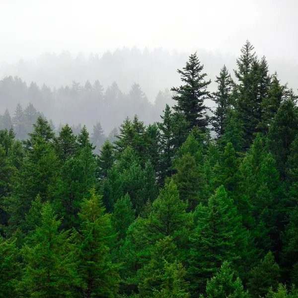 下着雨的郁郁葱葱的松树林在荒山中栖息 — 图库照片