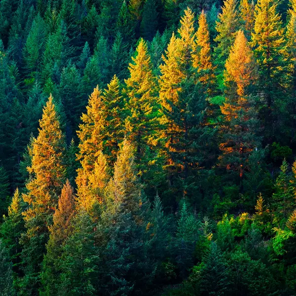 Lush Pine Tree Forest Golden Evening Light — Foto Stock