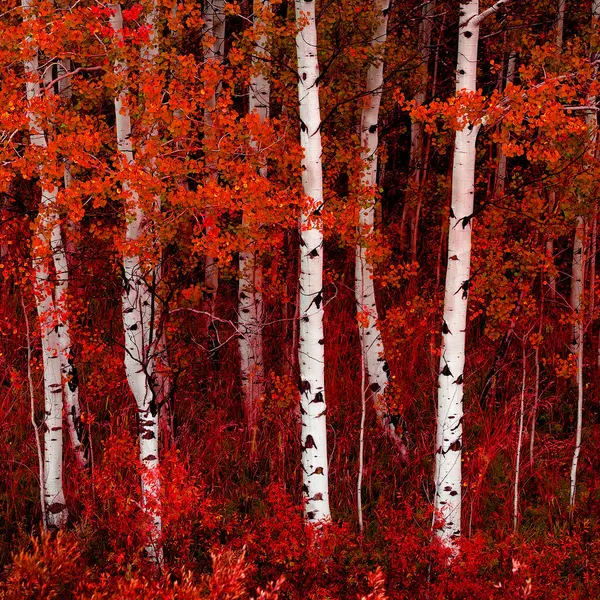 Aspen Ağaçları Sonbahar Renkleriyle Bereketli Orman Huş Ağaçları — Stok fotoğraf