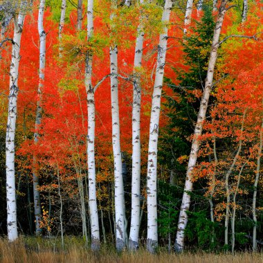 Aspen doğum ağaçları sonbaharda beyaz gövde ile dökülür yapraklar orman ayrıntıları