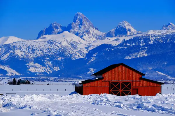 怀俄明州蒂顿山脉冬季白雪覆盖着红色谷仓蓝天和松树林 图库照片