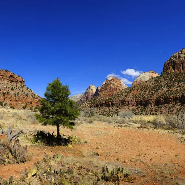 Cliffs Red Rocks Zions National Park Pine Trees Blue Sky Stock Picture