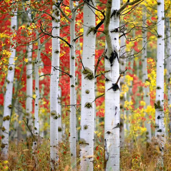 Деталь Аспен Дерева Восени Вибірковий Фокус Розмитого Фону Білого Стовбура Стокове Фото