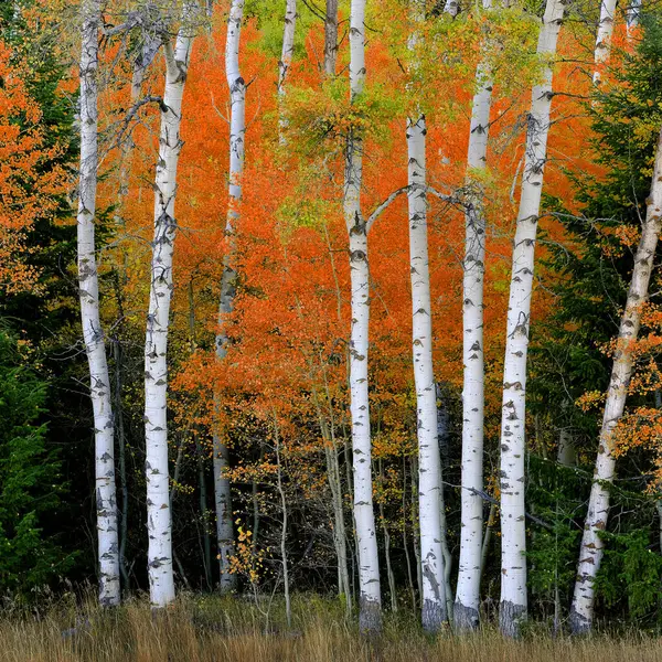Aspen Drzewa Narodzin Jesienią Białymi Pniami Szczegóły Lasu Liściastego — Zdjęcie stockowe