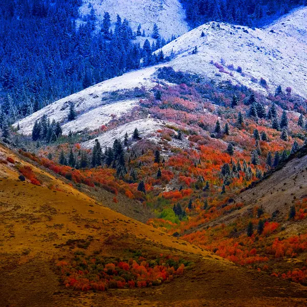 秋末山景 秋树颜色和第一雪 免版税图库图片