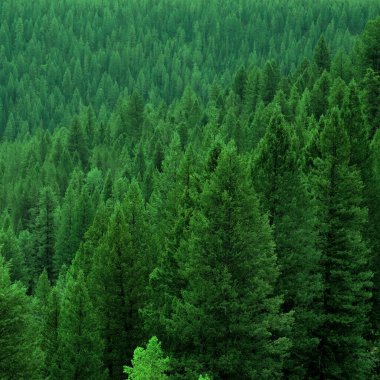 Orman çam ağaçlarının vahşi dağlar peyzaj ayrıntıları