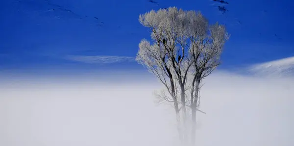 冬日的山谷雾或蒸汽 晨光下有霜冻的树和秃鹰野生动物 图库图片