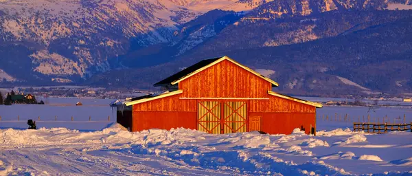 冬のワイオミングのテトン山脈は 青い空と松の木の森で赤い納屋を覆いました ロイヤリティフリーのストック写真