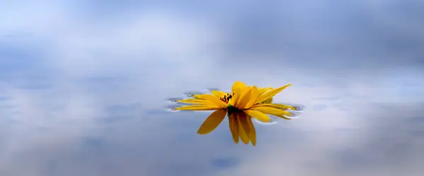 一朵黄色的向日葵在水中飘扬 映衬着天空和云彩 免版税图库照片