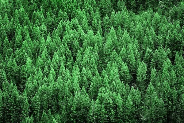 Zelený Svěží Les Borovic Horách Divočiny Stock Obrázky
