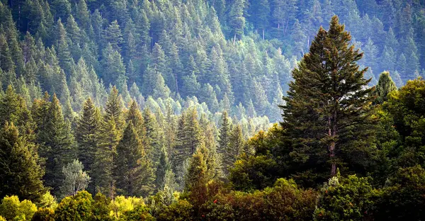 Лесной Шторм Капельками Пышными Деревьями Стоковое Изображение