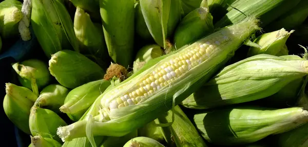 Fresh Ears Ripe Corn Cob Pile Market Sale Produce — Stock Photo, Image
