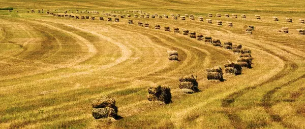 Bales Hay Straw Two Strings Harvesting Farm Field Ready Loading — Stock Photo, Image