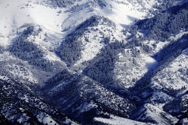 Taze beyaz karla kaplı, engebeli dağların ve çam ormanlarının kış manzaralarının ayrıntıları