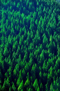 Dağ yamacındaki yemyeşil çam ormanları, engebeli dağları gösteriyor.