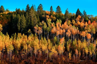 Sonbaharın ayrıntıları Aspen ya da huş ağacı ormanları engebeli dağlarda altın rengi ormanları