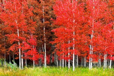 Sonbahar boyunca beyaz gövdeli Aspen ağaçları kızıl orman çöllerinde yemyeşil olur.