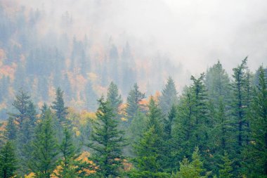 Sis içindeki sonbahar renkleriyle dağdaki sonbahar ağaçları ve çam ormanları