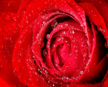 Taze kırmızı gül ve su damlaları damlalar romantik güzellikler güzel narin yapraklar