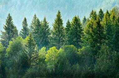 Fırtınalı havada yağmur damlaları düşüyor ve gür ağaçlar vahşi doğa ormanlarında.