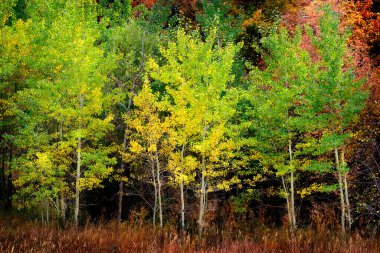 Autumn aspen trees fall colors golden leaves and white trunk bark maple red foliage clipart